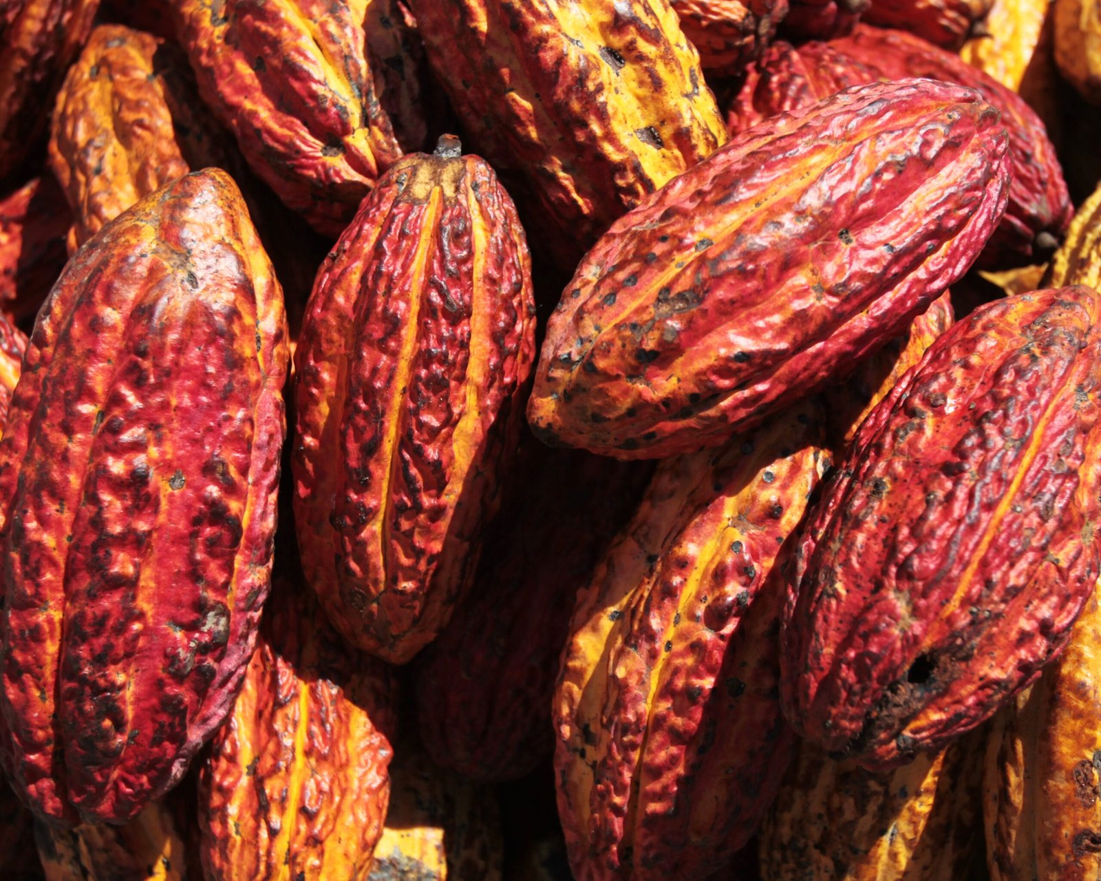 Rite  Cacao Ceremony