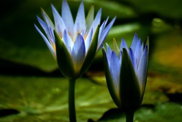 Blue Lotus Meditation