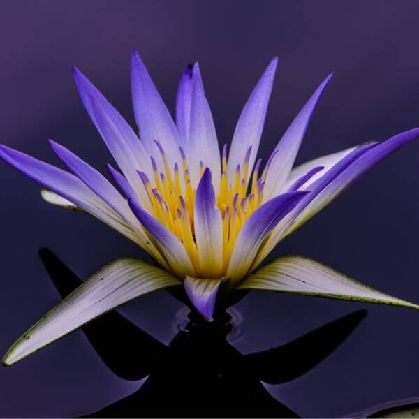 Egyptian Blue Lotus Tincture - Image 3