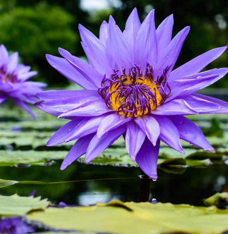 Cérémonie du lotus bleu ceremonia z błękitnym lotosem Ceremonia del loto azul Seremoni med blå lotus egypt